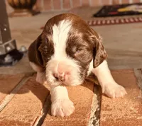 Bell, a female English Springer Spaniel for sale in Macon, GA – Photo 1 of 10