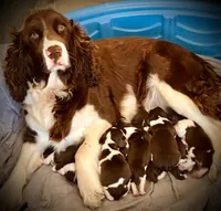 Bell, a female English Springer Spaniel for sale in Macon, GA – Photo 7 of 10