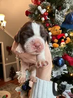 Bell, a female English Springer Spaniel for sale in Macon, GA – Photo 2 of 10