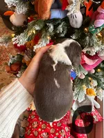 Bell, a female English Springer Spaniel for sale in Macon, GA – Photo 5 of 10