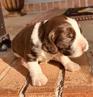 Bell, a female English Springer Spaniel for sale in Macon, GA – Photo 10 of 10