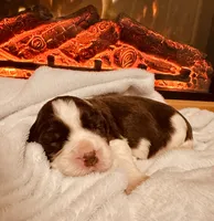 Bell, a female English Springer Spaniel for sale in Macon, GA – Photo 3 of 10
