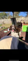 Bell, a female English Springer Spaniel for sale in Macon, GA – Photo 9 of 10