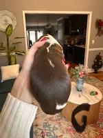 Bell, a female English Springer Spaniel for sale in Macon, GA – Photo 4 of 10