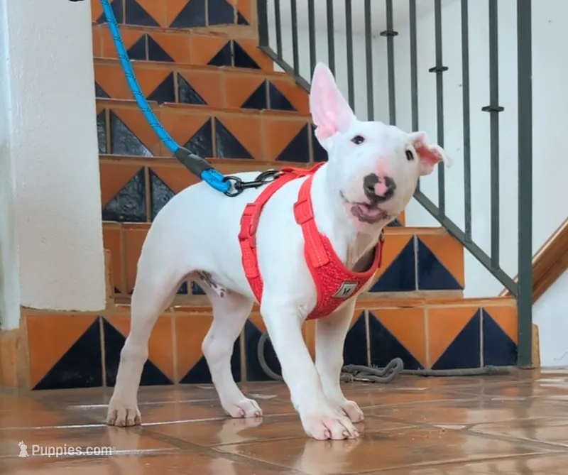 Johnny cash – American Pit Bull Terrier puppy for sale in San Diego, CA