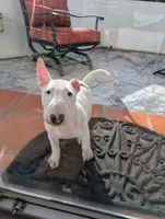 Johnny cash, a male American Pit Bull Terrier for sale in San Diego, CA – 2 of 3
