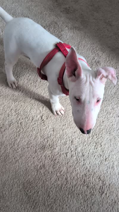 Johnny cash, a male American Pit Bull Terrier for sale in San Diego, CA – 3 of 3