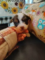 Sasha , a female Yorkshire Terrier for sale in Purcell, OK – Photo 2 of 4