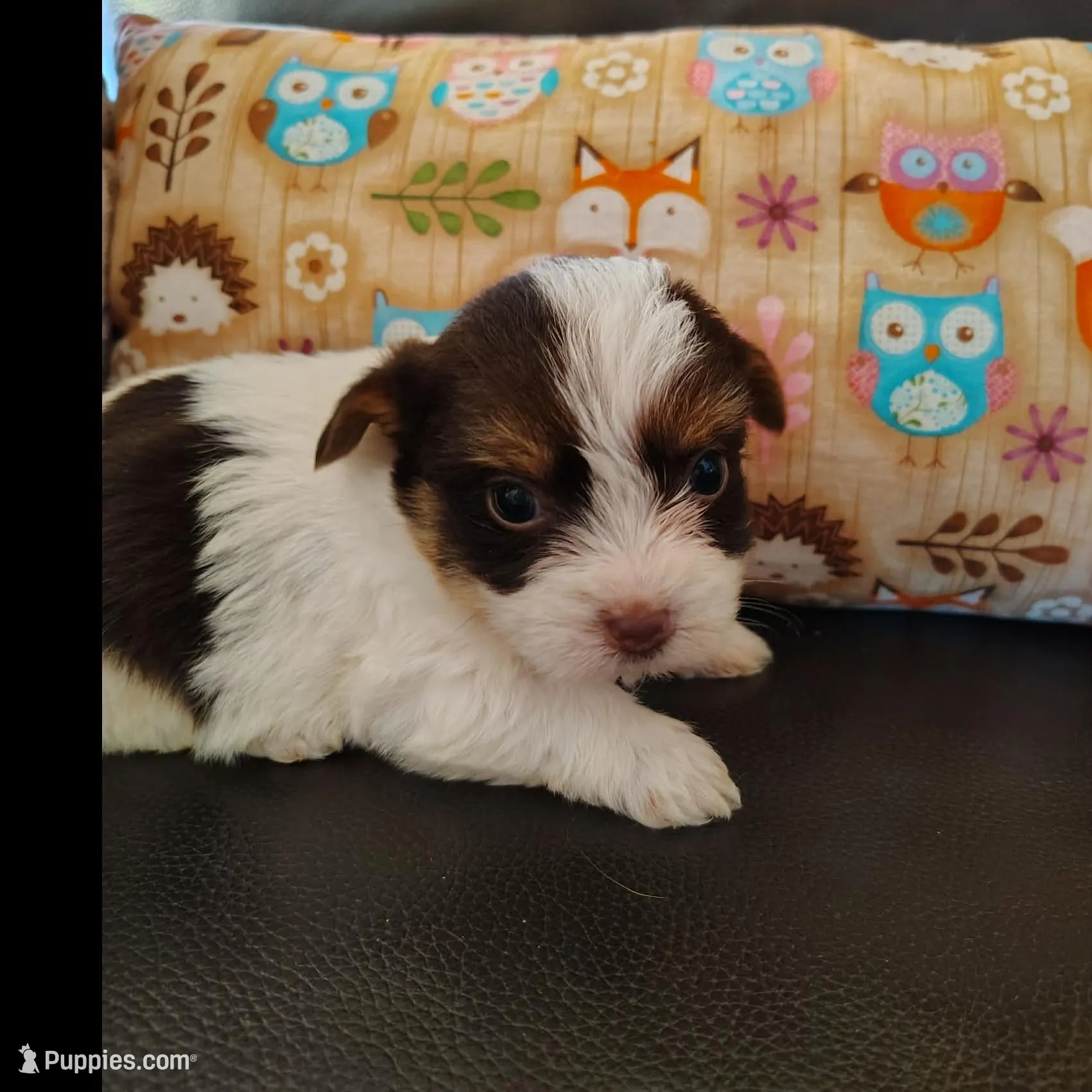 Sasha , a female Yorkshire Terrier for sale in Purcell, OK – Photo 3 of 4
