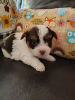 Sasha , a female Yorkshire Terrier for sale in Purcell, OK – Photo 1 of 4