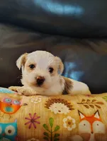 Eeore , a male Yorkshire Terrier for sale in Purcell, OK – Photo 2 of 3