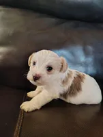 Eeore , a male Yorkshire Terrier for sale in Purcell, OK – Photo 1 of 3