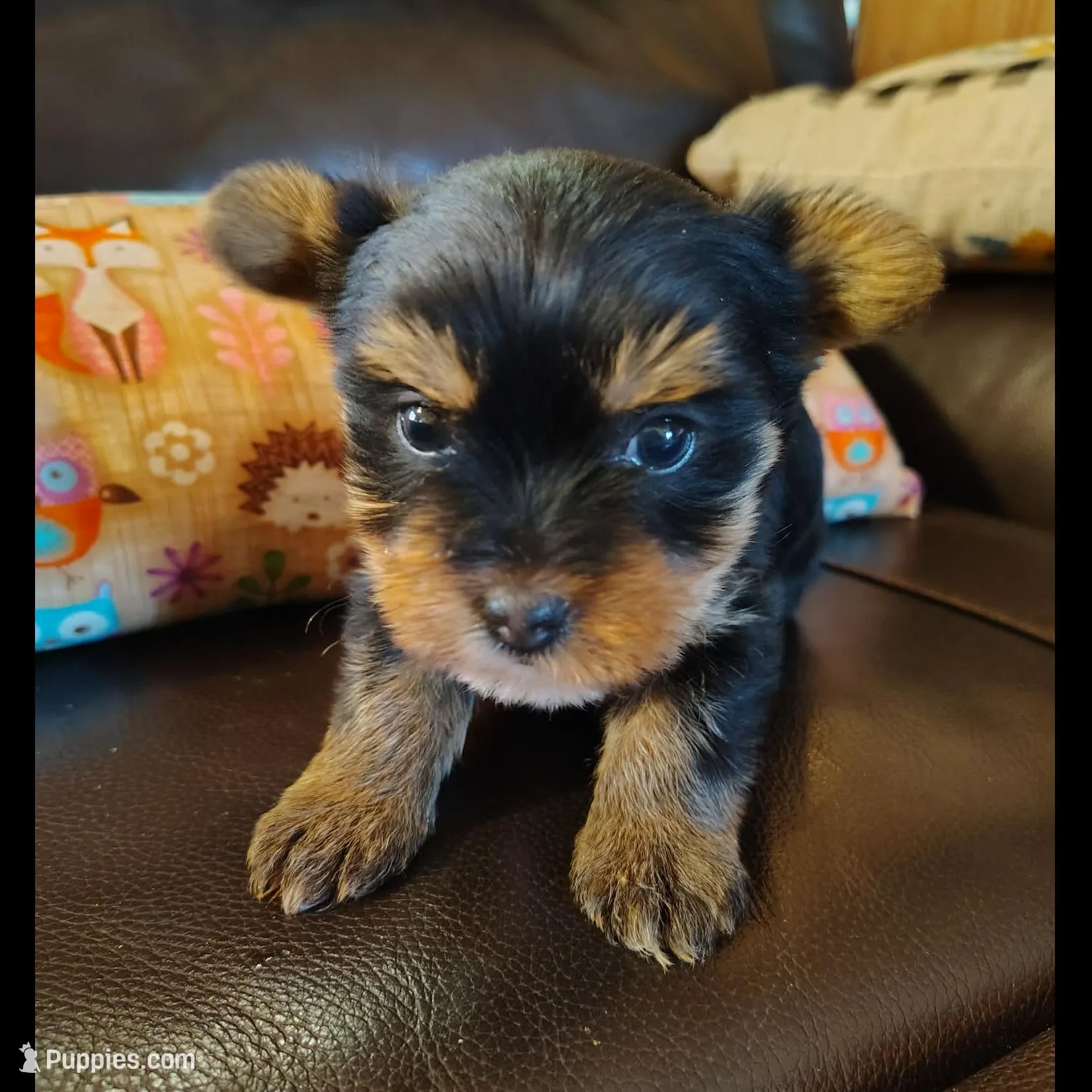 Feather, a female Yorkshire Terrier for sale in Purcell, OK – Photo 3 of 6