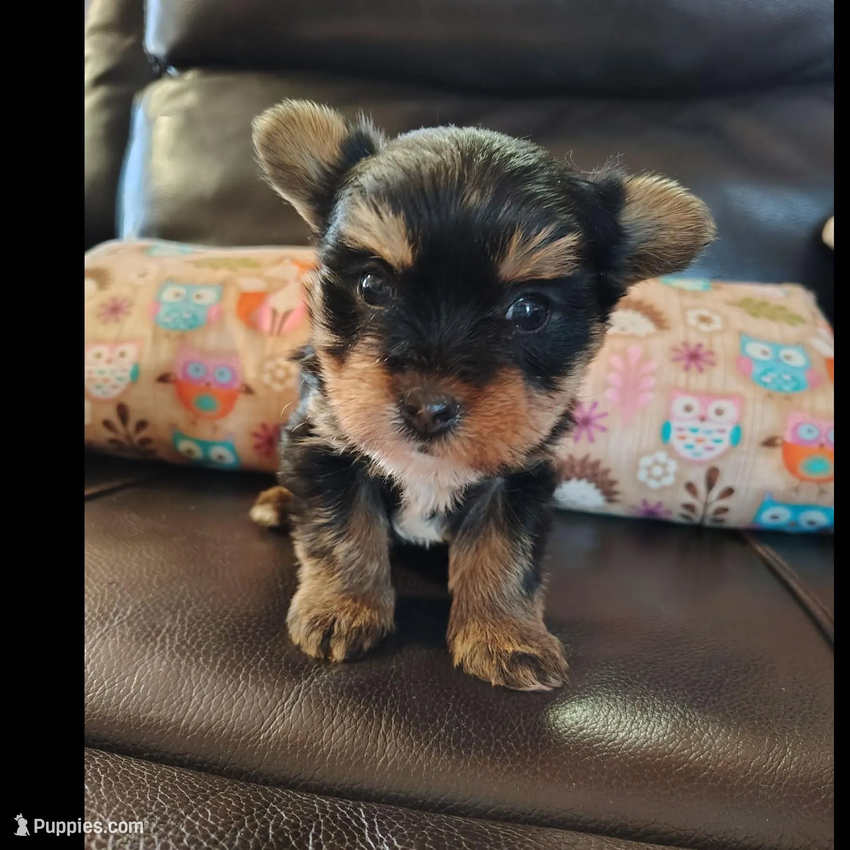 Feather, a female Yorkshire Terrier for sale in Purcell, OK – Photo 2 of 6