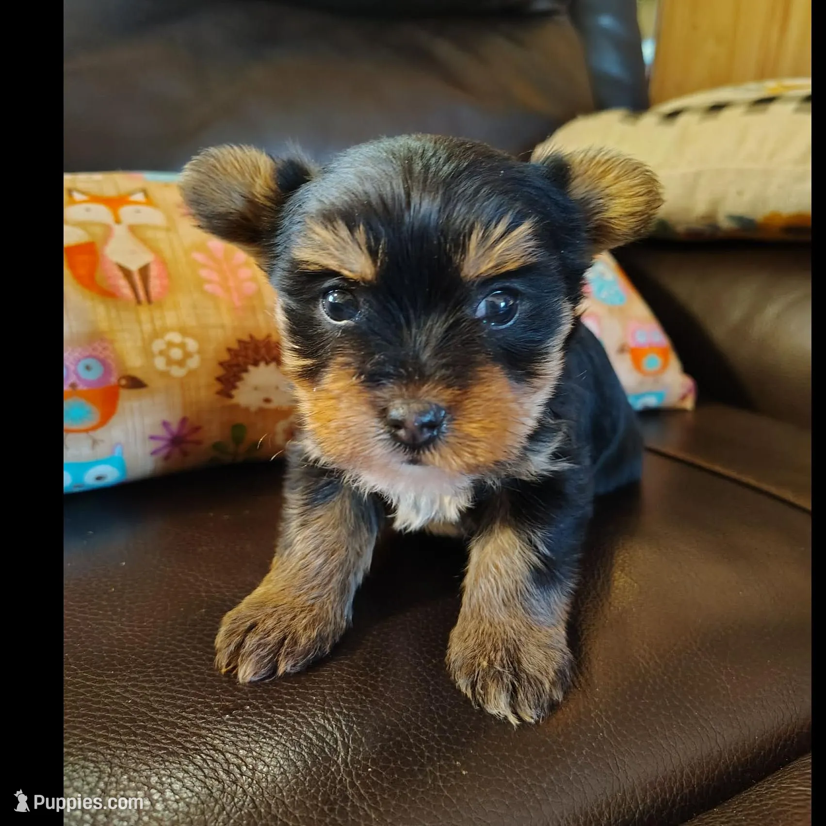 Feather, a female Yorkshire Terrier for sale in Purcell, OK – Photo 6 of 6