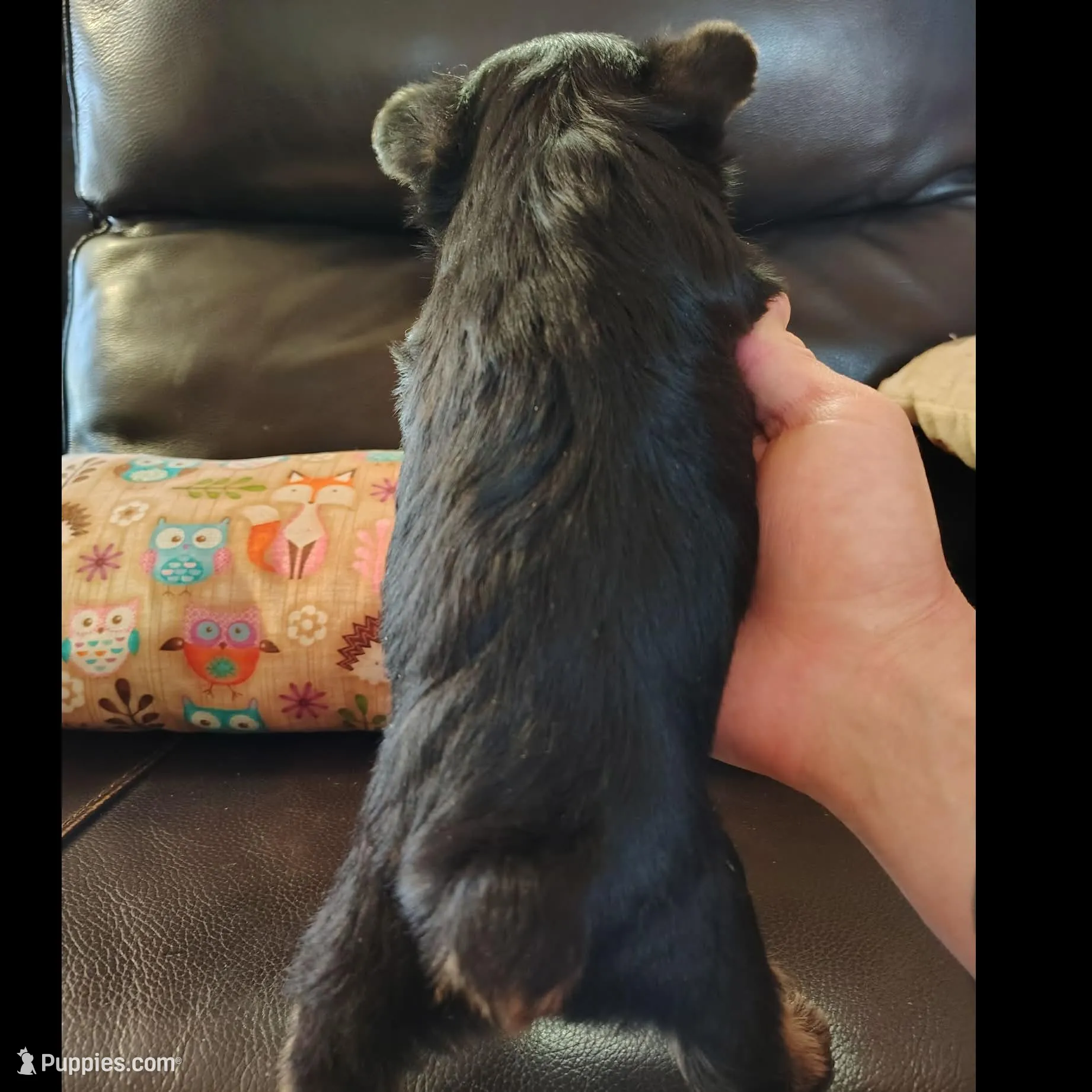 Feather, a female Yorkshire Terrier for sale in Purcell, OK – Photo 4 of 6