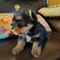 Feather, a female Yorkshire Terrier for sale in Purcell, OK – Photo 5 of 6