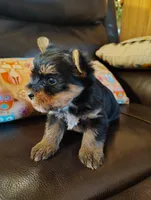 Feather, a female Yorkshire Terrier for sale in Purcell, OK – Photo 5 of 6
