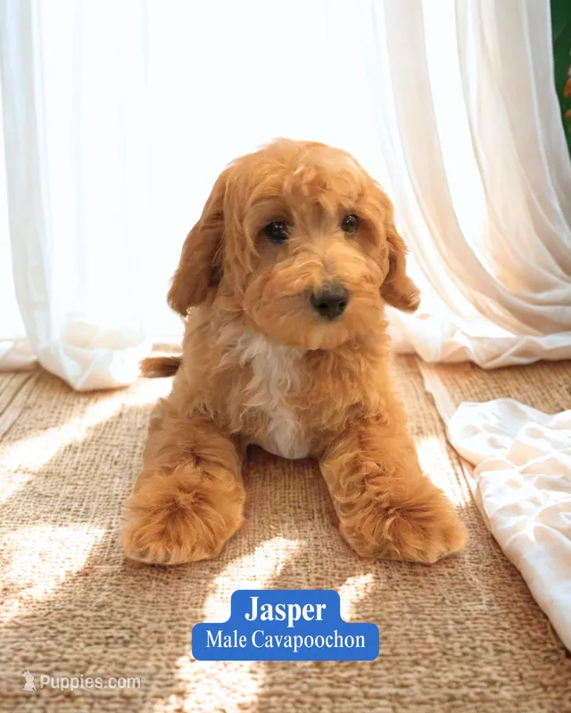 Jasper – Cavapoo, Cavachon puppy for sale in Fredericksburg, OH
