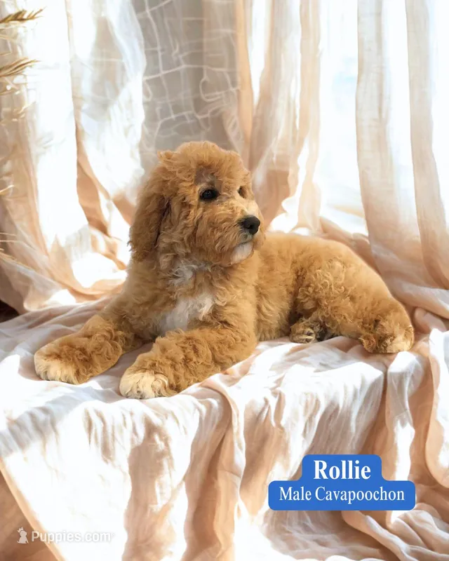 Rollie – Cavapoo, Cavachon puppy for sale in Fredericksburg, OH