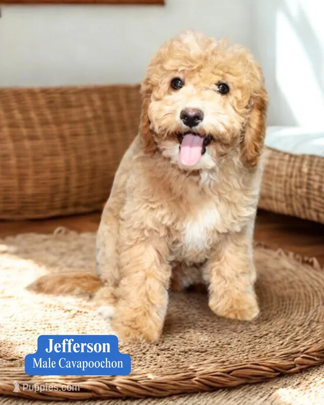 Jefferson – Cavapoo, Cavachon puppy for sale in Fredericksburg, OH