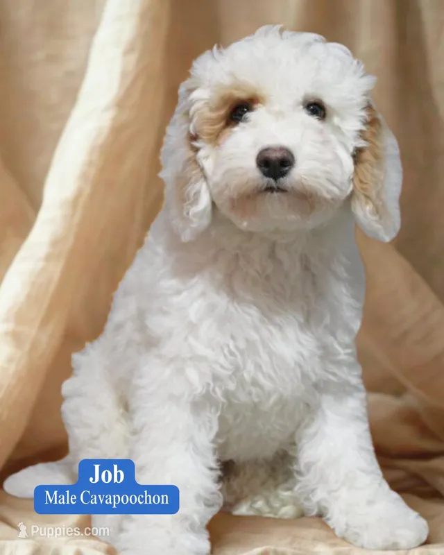 Job – Cavapoo, Cavachon puppy for sale in Fredericksburg, OH