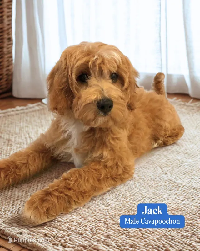 Jasper – Cavapoo, Cavachon puppy for sale in Fredericksburg, OH