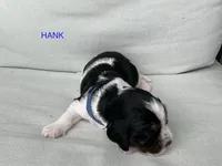 Hank, a male English Springer Spaniel for sale in Lexington, SC – 2 of 5
