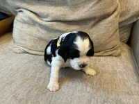 Scruf, a male English Springer Spaniel for sale in Lexington, SC – 4 of 4