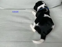 Hank, a male English Springer Spaniel for sale in Lexington, SC – 3 of 5