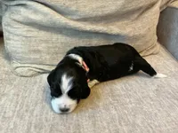Raven, a female English Springer Spaniel for sale in Lexington, SC – 5 of 5