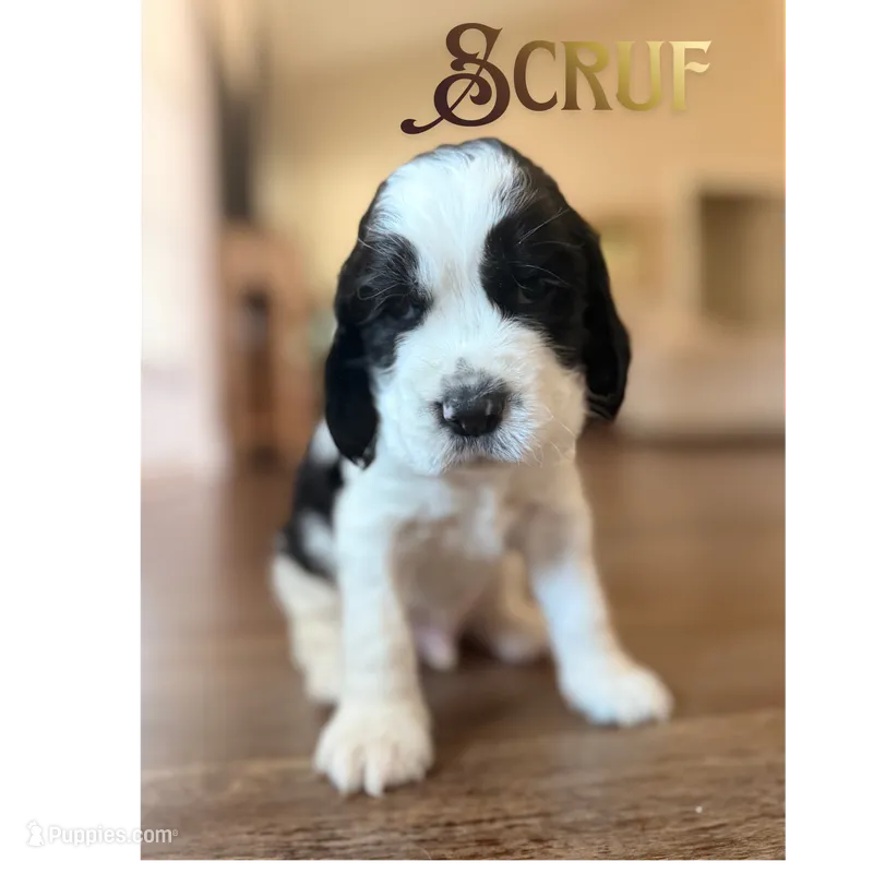 Scruf – English Springer Spaniel puppy for sale in Lexington, SC