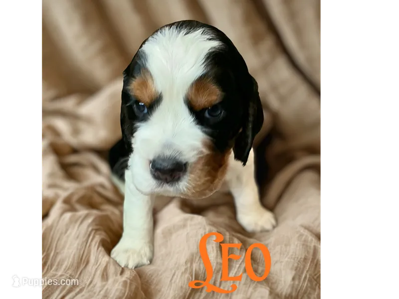 Leo – English Springer Spaniel puppy for sale in Lexington, SC