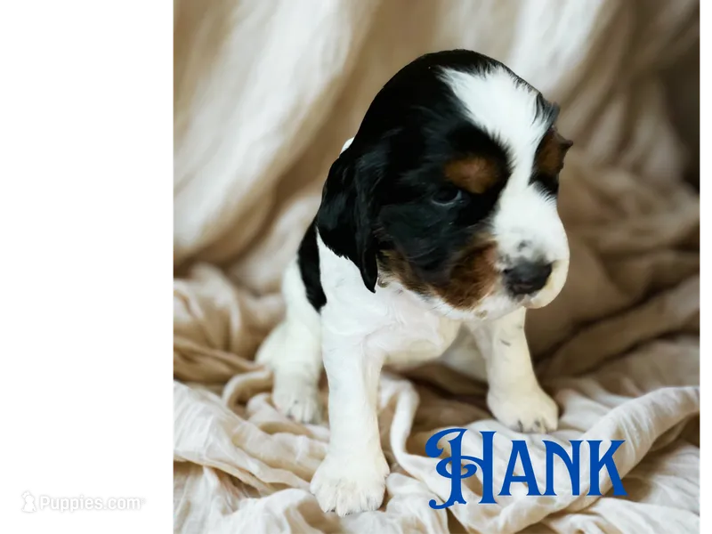 Hank – English Springer Spaniel puppy for sale in Lexington, SC
