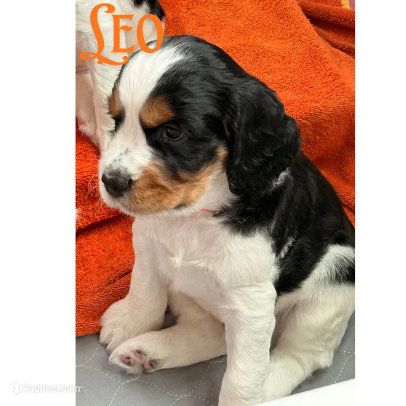 Leo – English Springer Spaniel puppy for sale in Lexington, SC