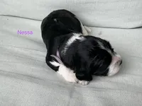 Nessa, a female English Springer Spaniel for sale in Lexington, SC – 3 of 6