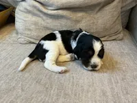 Hank, a male English Springer Spaniel for sale in Lexington, SC – 5 of 5