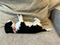 Raven, a female English Springer Spaniel for sale in Lexington, SC – 4 of 5