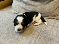 Leo, a male English Springer Spaniel for sale in Lexington, SC – 3 of 4