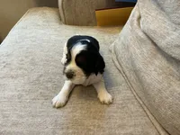 Hank, a male English Springer Spaniel for sale in Lexington, SC – 4 of 5