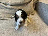 Leo, a male English Springer Spaniel for sale in Lexington, SC – 4 of 4