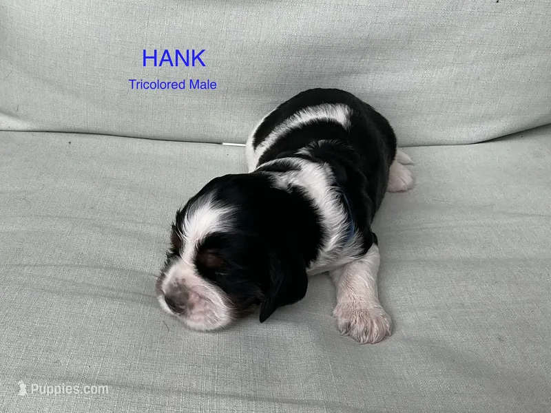 Hank – English Springer Spaniel puppy for sale in Lexington, SC