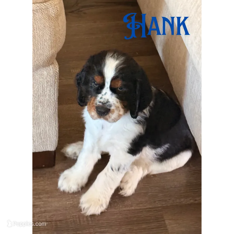 Hank – English Springer Spaniel puppy for sale in Lexington, SC