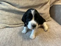 Nessa, a female English Springer Spaniel for sale in Lexington, SC – 4 of 6