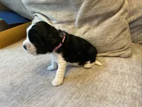 Raven, a female English Springer Spaniel for sale in Lexington, SC – 3 of 5