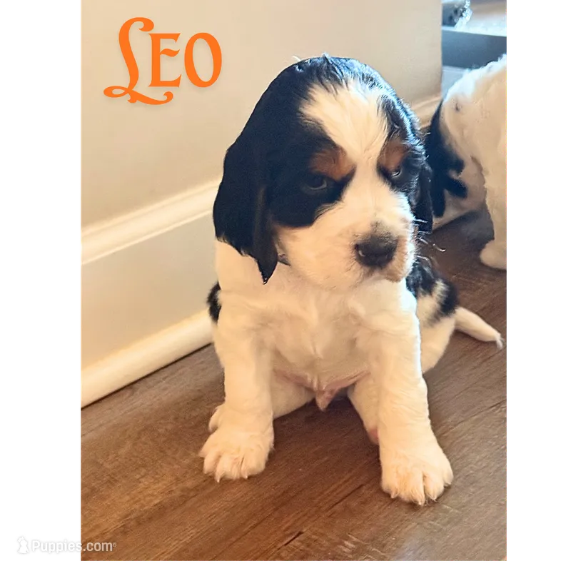 Leo – English Springer Spaniel puppy for sale in Lexington, SC