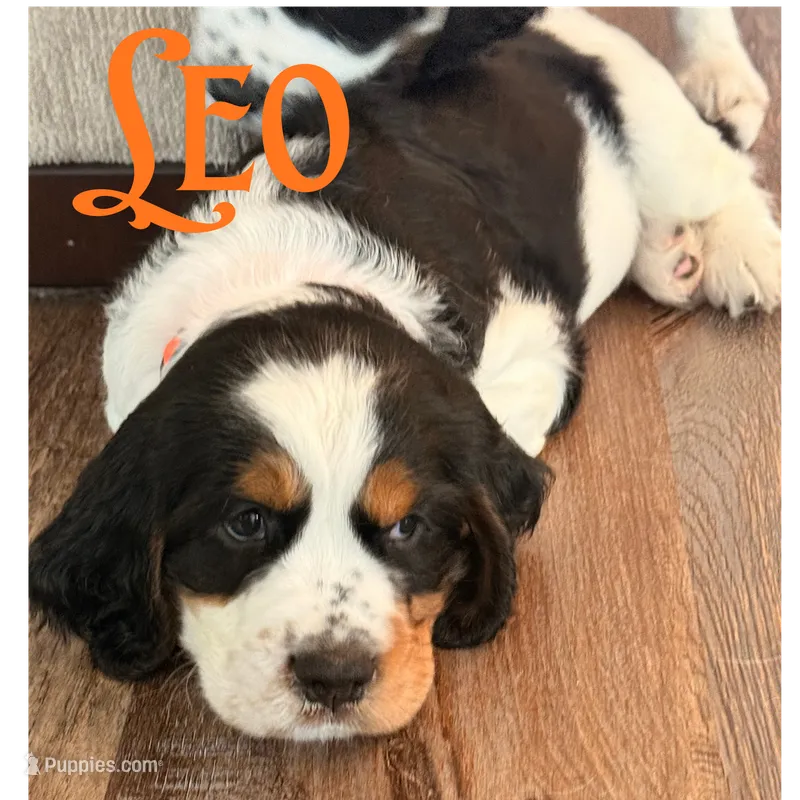 Leo – English Springer Spaniel puppy on hold in Lexington, SC