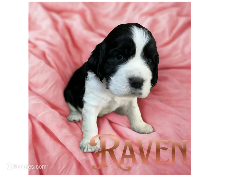 Raven – English Springer Spaniel puppy on hold in Lexington, SC