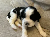 Scruf, a male English Springer Spaniel for sale in Lexington, SC – 3 of 4