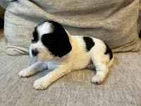 Maple, a female English Springer Spaniel for sale in Lexington, SC – 4 of 4